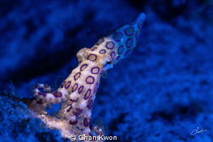 At night, the blue-ringed octopus walks under the water by Chan Kwon 